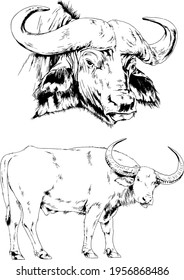 powerful huge Buffalo with horns drawn in ink freehand sketch 