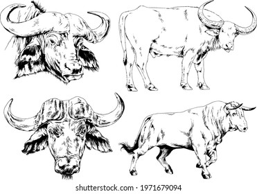 powerful huge Buffalo with horns drawn in ink freehand sketch 