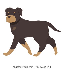 Powerful rottweiler walking with a confident gait
