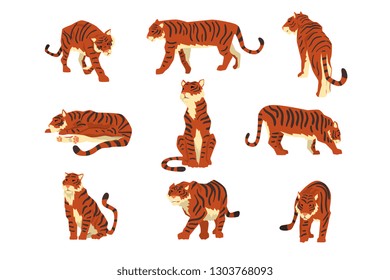 Powerful tiger in different actions set of cartoon vector Illustrations on a white background