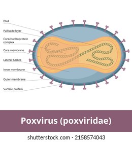 Poxvirus. General scheme of poxviridae, including dna, membrane, lateral body and surface proteins.