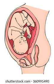 Ppregnant woman with fetus in womb. Anatomy  fetus. Pregnancy. The position of the fetus in the uterus