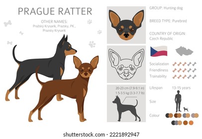 Prague Ratter clipart. All coat colors set.  All dog breeds characteristics infographic. Vector illustration