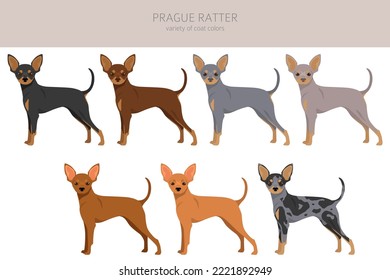 Prague Ratter clipart. All coat colors set.  All dog breeds characteristics infographic. Vector illustration