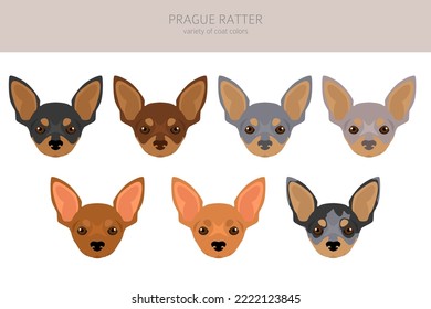 Praga Ratter clipart. Todos los colores del abrigo.  Todas las razas de perros tienen características infográficas. Ilustración del vector