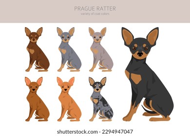 Prague Ratter clipart. All coat colors set.  All dog breeds characteristics infographic. Vector illustration