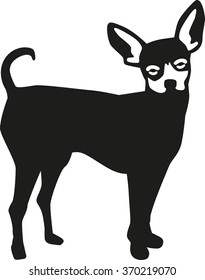 Prague ratter dog