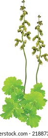 Prairie Alumroot (Heuchera richardsonii) Isolated 