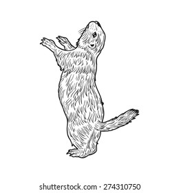 436 Prairie Dog Stock Illustrations, Images & Vectors 