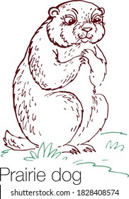 Prairie Dog Hand Drawn Vector Illustration. Linear Engraved Art