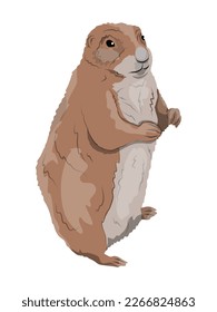 Prairie dog. Realistic wild rodents. vector animal