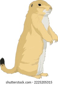 Prairie Dog Standing Vector Illustration