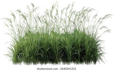 Prairie grass field vector, cut out grass, green prairie, nature background, field grass, transparent grass, nature elements, summer landscape, farm field