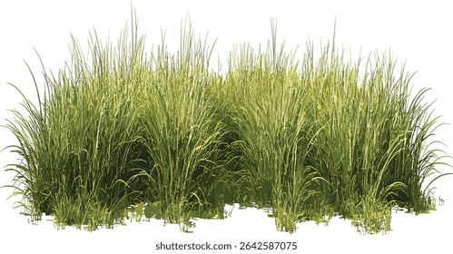 Prairie meadow grass row, vector file, transparent, nature field, green grass, wildflowers, outdoor scene, natural background, spring, nature environment, summer landscape