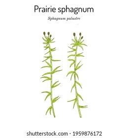 Prairie sphagnum blunt  leaved bogmoss (Sphagnum palustre)  medicinal plant  Hand drawn botanical vector illustration