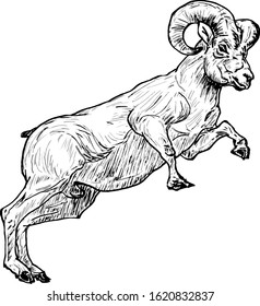 A prancing ram for the symbol of Aries, the first sign of the zodiac. Hand drawn vector illustration. 