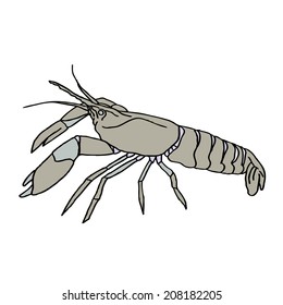 prawn