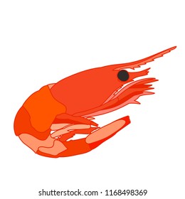  prawn boiled, food