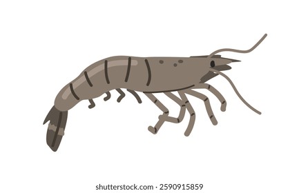 Prawn cartoon clipart. Cute alive shrimp or prawn vector illustration. Animal in flat style. Sea animals concept isolated on white background