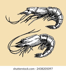 Prawn hand drawn sketch, vector illustration 