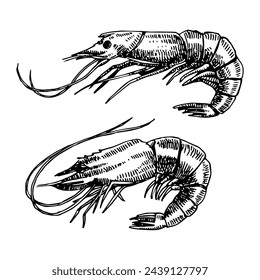 Esbozo dibujado a mano de gambas, ilustración vectorial 