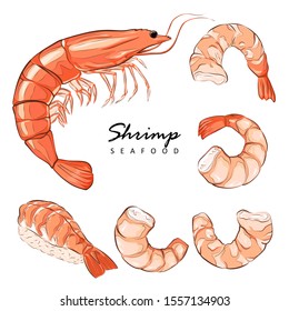 Prawn icons set. Boiled Shrimp drawing on a white background. Collection shrimp without shell, meat. Realistic vector illustration with the outline