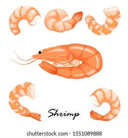 Prawn shrimp icons set. Boiled Shrimp drawing on a white background. Collection shrimp without shell, meat. Illustration of appetizer and ocean symbol. Realistic vector illustration