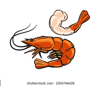 Prawn or Shrimp on white background. Vector