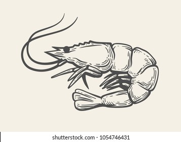 Prawn Or Shrimp On White Background. Vector