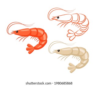 Prawn or shrimp set, seafood and marine cuisine vector icon