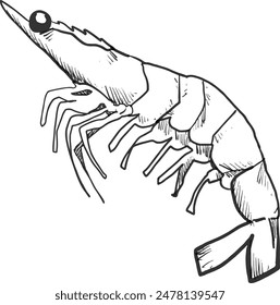 prawn sketchy hand drawn vector illustration. eps