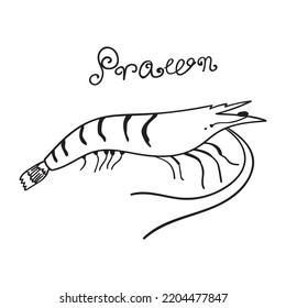 Prawn. Vector icon. Outline hand drawn illustration.