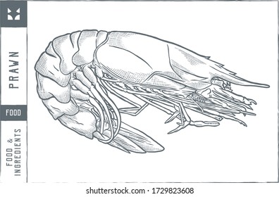 prawn Vector illustration - Hand drawn - Out line