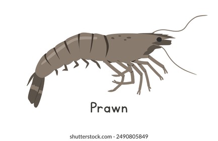 Ilustración vectorial de gambas. Clipart de dibujos animados de camarón realista, animal en estilo plano. Animales marinos, criaturas submarinas, animales oceánicos, concepto de vida marina. Diseño de Vector de gambas aislado en blanco