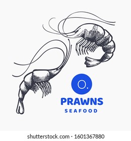 Prawns illustrations. Hand drawn vector seafood illustration. Engraved style shrimps. Vintage sea food image