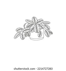 Prayer plant. simple drawing doodles, icon