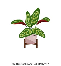 Prayer plants with patterned leaves. Exotic houseplant in pot. Calathea orbifolia growing in frowerpot. Floral interior decoration, home flower. Flat isolated vector illustration on white background