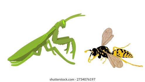 Praying mantis battle with wasp vector illustration isolated on white background. Insect hunter with prey. Mantis vs hornet fight for food and life. Micro predators war.