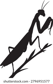 Praying mantis black silhouette icon, insect design element.