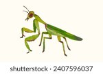 Praying mantis, bug, insect, animal wildlife watercolor vector illustration.