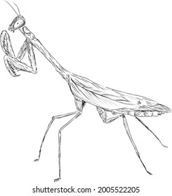 Praying mantis BW- no background