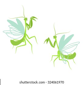 Praying mantis. Flat drawing illustration of insect on white background