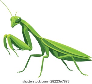 praying mantis with folded forelegs, side profile facing left, full body insect, bug, vector illustration