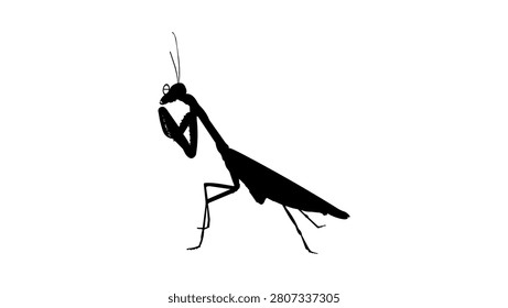 Praying mantis with glasses, black isolated vector silhouette