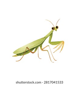 Praying mantis green insect animal