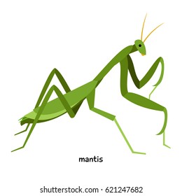 Praying Mantis Green Insect Female Larger Stock Vector (Royalty Free ...