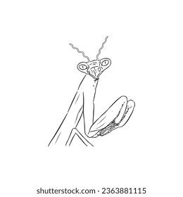 Mantis de rezar medio boceto 5 vector aislado