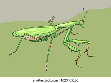praying mantis, hand drawn illustration