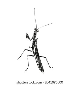 Praying Mantis Hand Drawn Illustration, Isolated Insect Vector Sketch Black And White Graphics