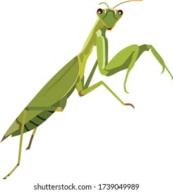 Praying Mantis Insect Animal Vector Illustration